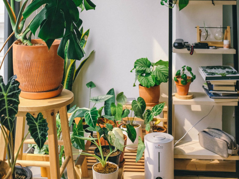 Cool Indoor Garden Ideas for a Refreshing Look