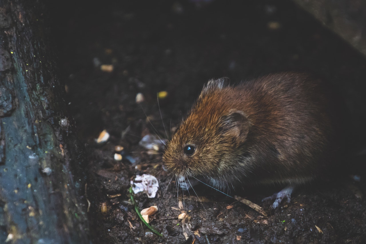 The Ultimate Guide to Identifying Rodent Infestations