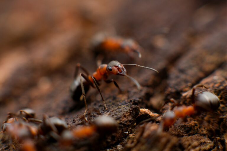 Beyond the Seasons: A Professional’s Take on the Yearly Pest Cycle
