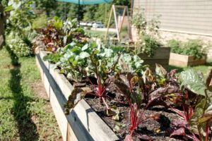 Planter Boxes